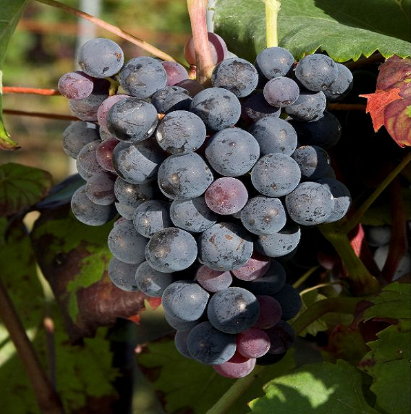 Alicante Bouschet