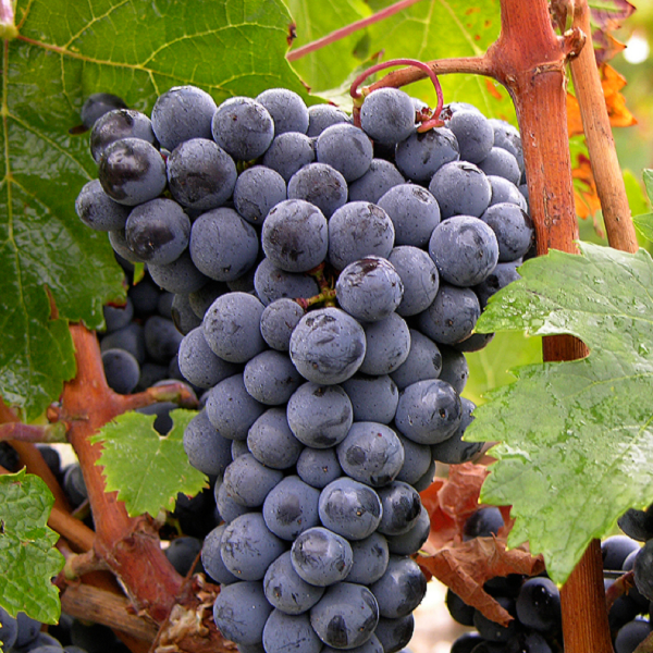 Cabernet-Franc