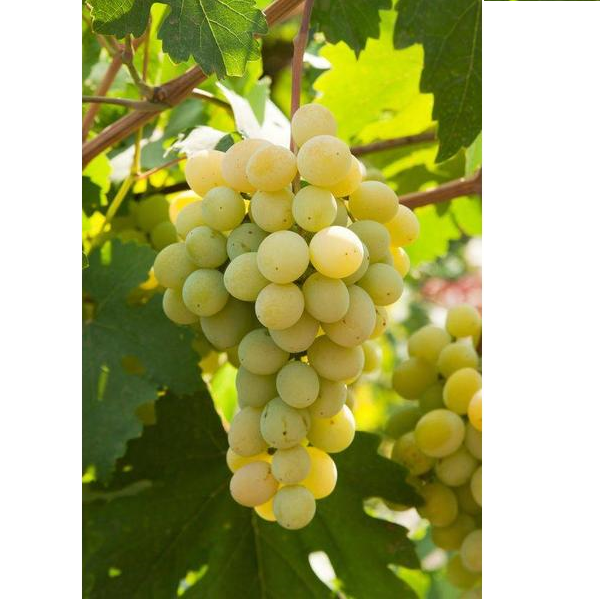 Malvasia