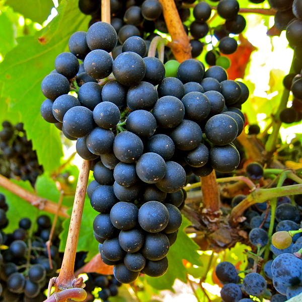 Petit Verdot