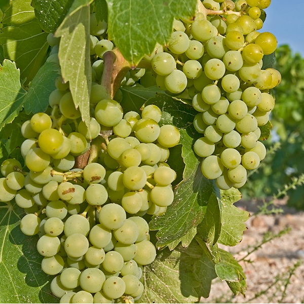 Verdejo