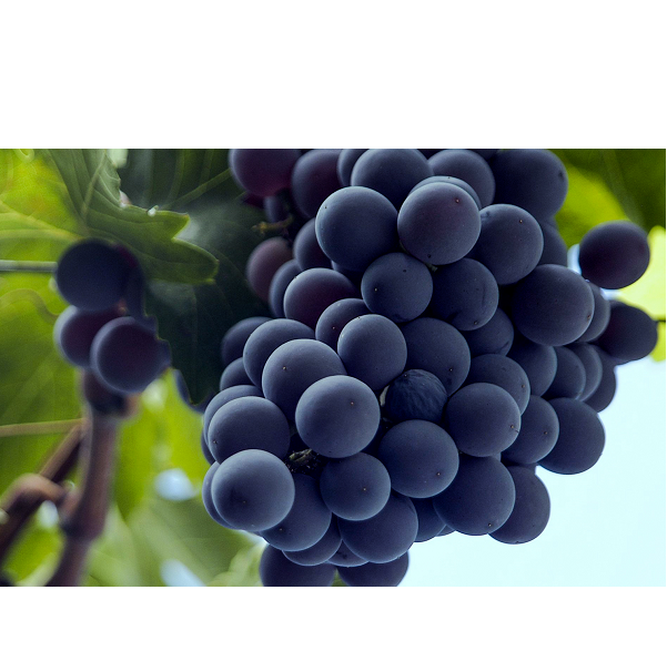 cinsault