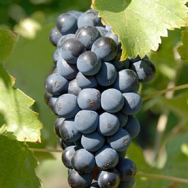 Grenache