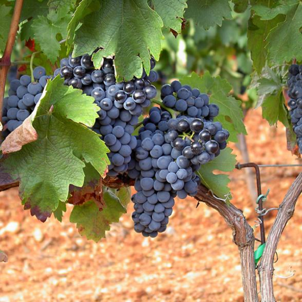 Pinot nero