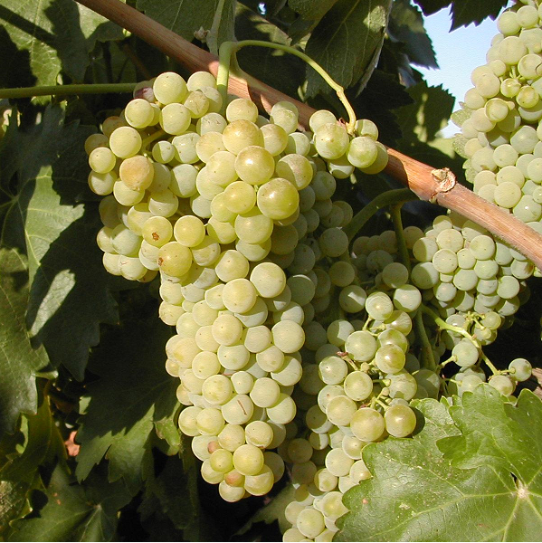 Tempranillo Blanco